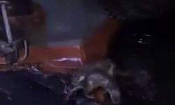 Su samurlarının balık keyfi kamerada