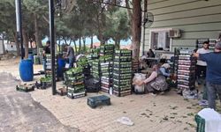 Taze bağ yaprağı aile ekonomisine can suyu oldu