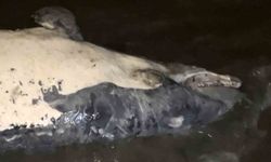 Tekirdağ'da kıyıya vurmuş ölü yunus bulundu