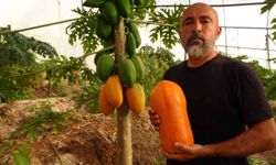 Tropikal papaya meyvesinde hasat heyecanı: Kilosu 90 TL'ye kadar çıkıyor