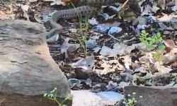 Tunceli'de kocabaş yılan, sincabı avladı