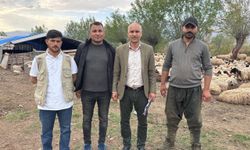 Türkiye'de ilk kez uygulandı: Afgan çobanlar asgari ücretle göreve başladı