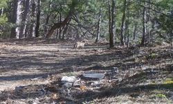 Uludağ'da yaban kedisi fotokapana takıldı