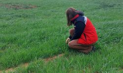 Uşak İl Tarım ve Orman Müdürlüğü ekiplerince sarı pas hastalığına karşı üreticileri bilgilendirdi