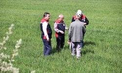 Yağışlar sonrası çiftçilere hububat tarlalarında hastalık riski uyarısı: 'Hastalık çıkmadan önce alınan tedbirler verimi korur'