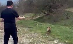 Yanına yaklaşan tilkiyi elleriyle besledi