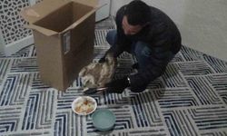 Yaralı kızıl şahini hayvanlara yem olması diye evine götürüp ekiplere teslim etti