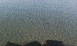 Zehirli pusula deniz anaları Tekirdağ sahilinde görüldü