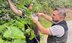 Akçakoca'da kestane gal arısına karşı biyolojik mücadele