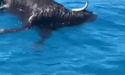 Alanya Kalesi açıklarında denizde ölü keçi bulundu