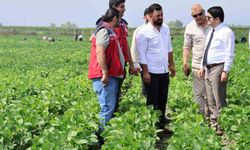 Arsuz'da soya ekimi yapıldı