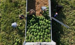 Aydın karpuzu için gün doğmadan sıraya giriyorlar