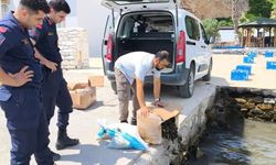 Aydın'da 60 kilo canlı yengeç ele geçirildi