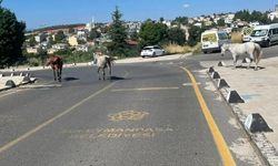 Başıboş atlar mahalle sakinlerini tedirgin ediyor