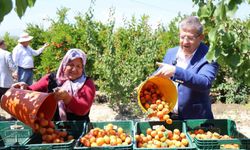 Başkan Subaşıoğlu kiraz ve kayısı üreticileriyle birlikte hasat yaptı