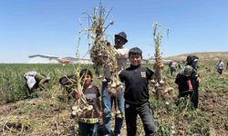 Başkentte alternatif tarımın yeni ürünü: İlk kez yetiştirilen sarımsakta 350 tonluk rekolte