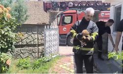 Batman'da fabrika duvarına sıkışan köpek kurtarıldı, işçiler hayvanı sahiplendi