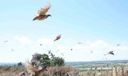 Çanakkale'de 1000 kınalı keklik doğaya salındı
