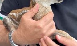 Çay bahçesinde bulunan yavru karaca doğraya bırakıldı