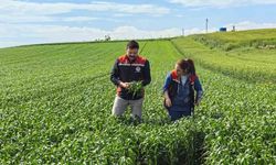 Çorum'da ilk kez ekilen yerli ve milli buğday umut vaat ediyor