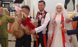 Düğünde altın değil keçi takıldı