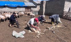 Erzincan yaylalarında kırkım mesaisi