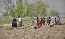Erzincan'da tarımın görünmeyen kahramanları: Mevsimlik işçiler