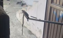 Eve giren yılan yakalanarak doğaya bırakıldı