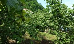 Giresun'da kahverengi kokarcaya karşı samuray arıları doğaya salındı