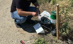 Köşk'te pamuk tarlalarına zararlı takibi için monitör tuzak kuruldu
