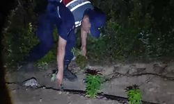 Mersin'de ormanlık alana ekilen bin 500 kök kenevir ele geçirildi