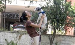 Mersin'de sahiplendirme kampanyasıyla bin 927 köpek yeni yuvasına kavuştu