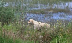 Milleyha Sulak Alanına 5 yavru köpeği bırakan 2 şahsa 540 bin TL para cezası uygulandı