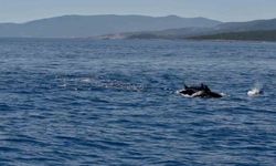 Muğla Valisi Akbıyık'ı denizde yunuslar karşıladı