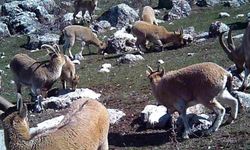 Munzur'un sessiz misafirleri fotokapana takıldı