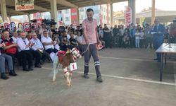 Otuz buzağı arasından en güzeli seçildi