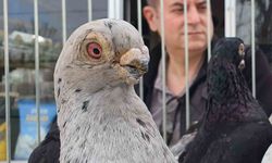 Parmak ucunda yürüyen endemik Tokur güvercinleri görücüye çıktı
