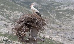 Riskli durumdaki leylek yuvası güvenli hale getirildi