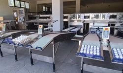 Tavşanlı'da yumurta paketlemede yeni dönem
