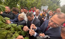 Trabzon'da kahverengi kokarcaya karşı doğal ordu göreve başladı