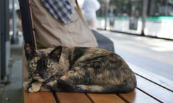 Tramvay durağını mesken tutan kedi, herkesin neşe kaynağı oldu