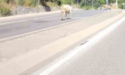 Ümraniye'de cadde ortasında başıboş inek görüntülendi