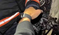 Yangında mahsur kalan kedileri itfaiye ekipleri kurtardı