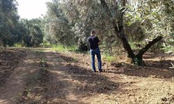 Zeytin sineğine karşı entegre mücadele çalışmaları hız kesmeden devam ediyor