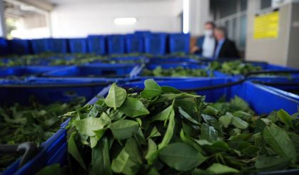 Çay fabrikasında 3 parmağını kaybetti, hukuk mücadelesi başlattı