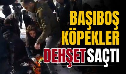 Sokak köpeklerinin saldırısına uğrayan kız ağır yaralandı