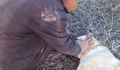 Kangal köpeği tüfekle vurularak telef edildi