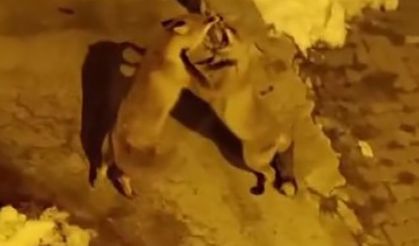 Sokak kedilerinin mamalarına tilkiler de ortak oluyor
