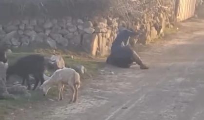 Küçükbaş hayvana eziyet eden kişiye soruşturma başlatıldı
