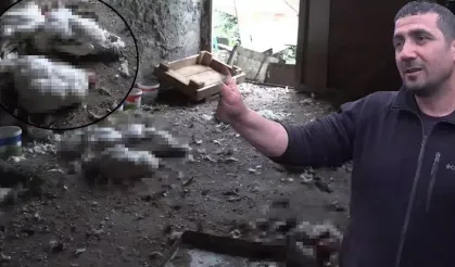 Rize'de kümeste katliam: 86 tavuk telef oldu